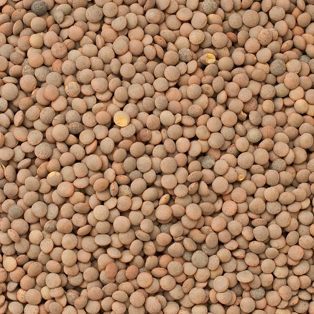 Bruine linzen (bio) 5 kg baal