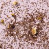 Rooibos drakenvuur thee met drakenvrucht, vijg en rozebottel