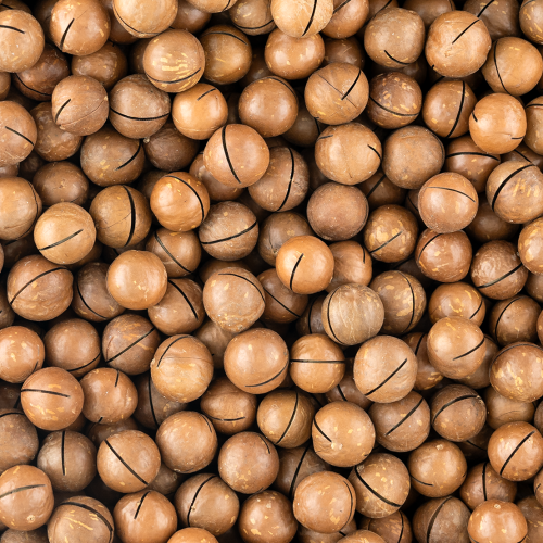 Macadamia noten in dop geroosterd gezouten
