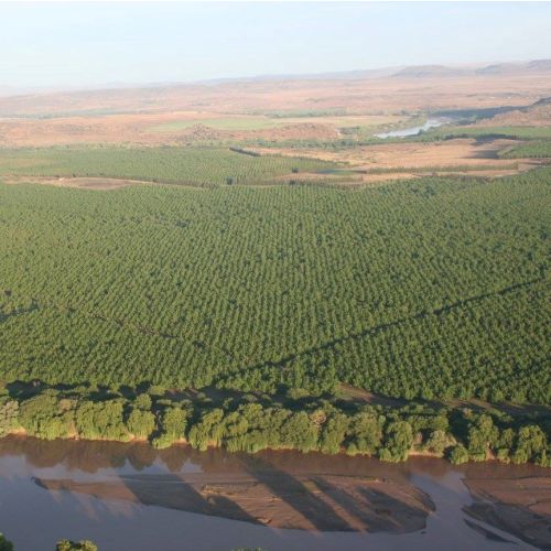Walnoten gepeld (Zuid-Afrikaanse)