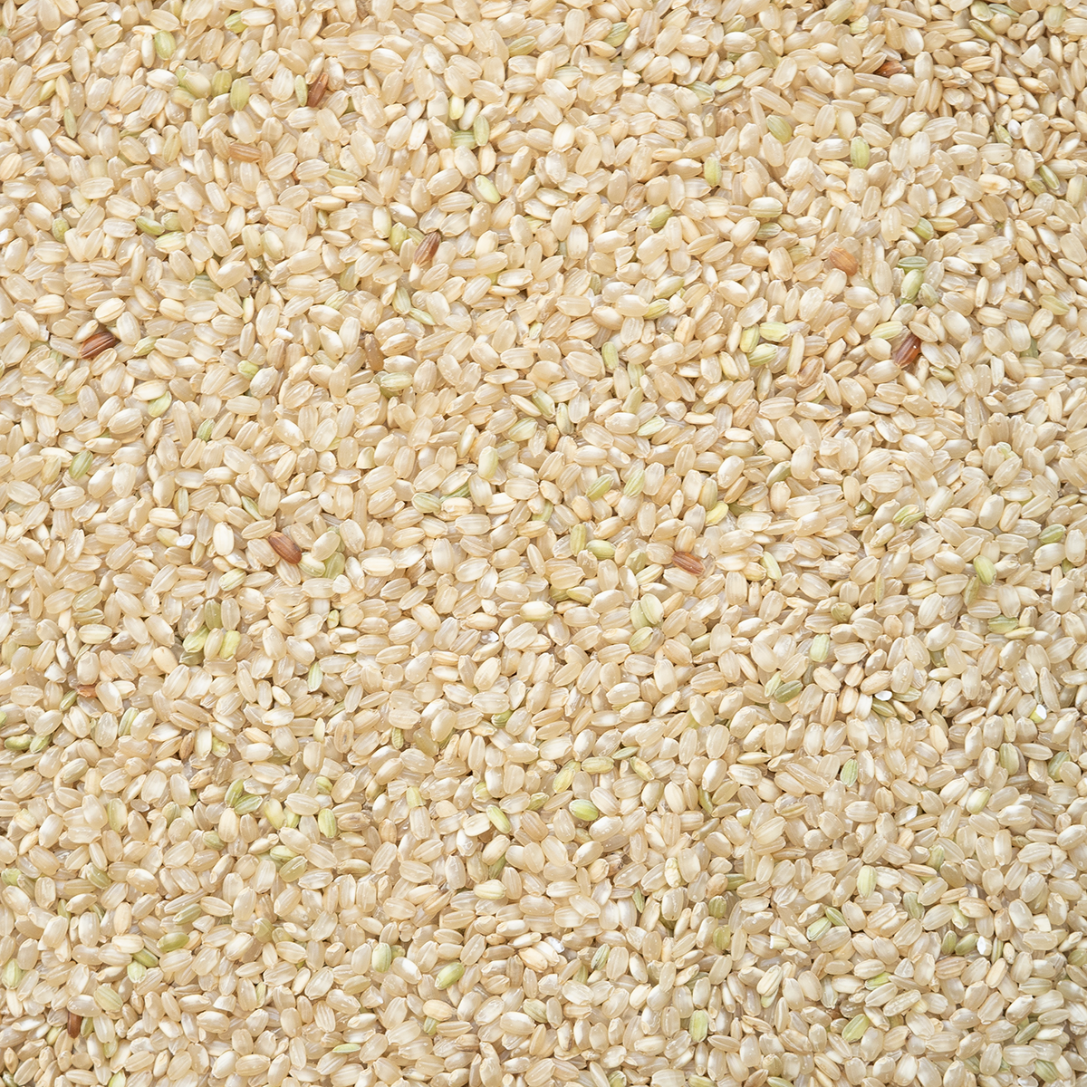 Zilvervliesrijst rond volkoren (bio) 25 kg baal